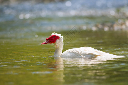 白马斯科维鸭在河图片