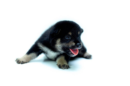 新生ShibaInu小狗的特写镜头日本狗美丽的柴犬小狗颜色黑20天白色背景图片