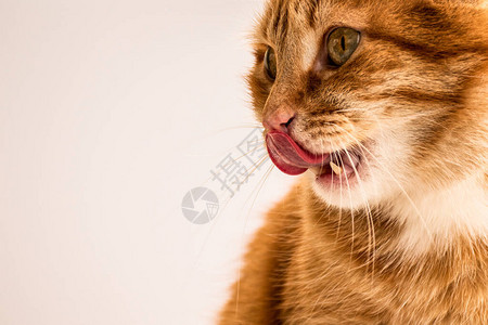红发幼猫舔嘴唇图片
