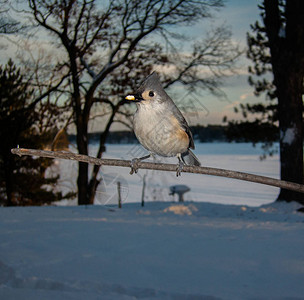 小鸟在结冰的湖边用嘴叼着一颗坚果图片
