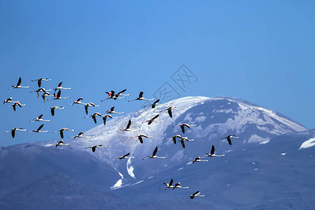 飞行的火烈鸟Erciyes山背景大火烈鸟凤蝶蔷薇埃尔西耶斯背景图片
