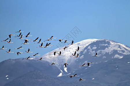 飞行的Erciyes山背景大凤蝶蔷薇埃尔西耶斯背景图片