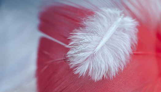 红色和蓝色羽毛纹理背景的美丽白色潮流鸟羽毛宏观摄影观图片