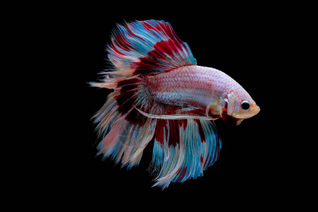 暹罗斗鱼以浅粉色蓝色和红色斗鱼为主要颜色图片