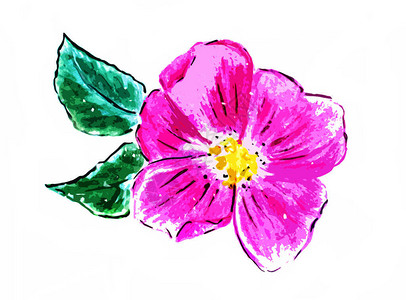 在白色背景的抽象玫瑰果花背景图片