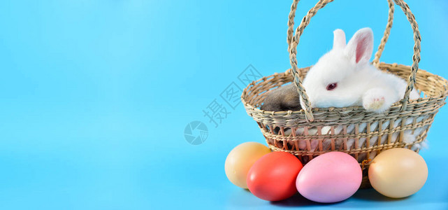 小白兔坐在篮子编织的篮子中图片