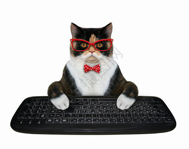 多色猫商手在计算机的黑上打字白色背图片