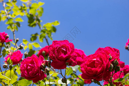 红卷子玫瑰紧贴近处图片
