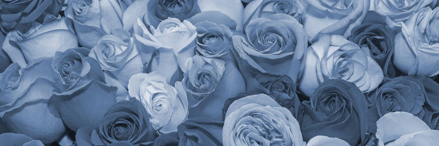 花束背景玫瑰设计托宁图片