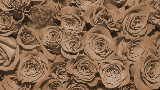 花束的背景玫瑰设计特写图片