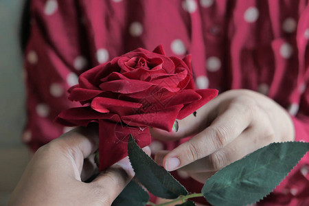 女握着红玫瑰特写图片
