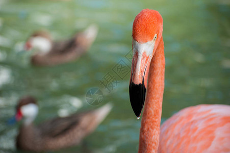 河上的粉红色火烈鸟与鸭子喂食图片