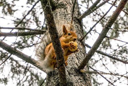 松树上的红松鼠吃苹果图片