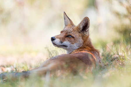 红狐在野外的特写图片