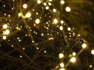 城市行道树的圣诞灯饰图片