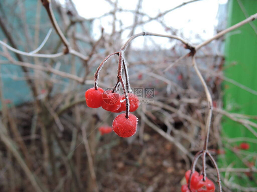 在阴云弥漫的秋天一群红色的肉毒杆子图片