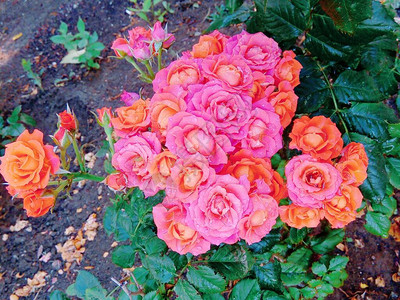 雨后美丽的嫩玫瑰图片