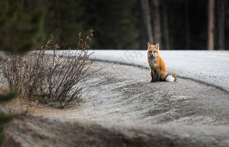 红狐狸动物背景图片