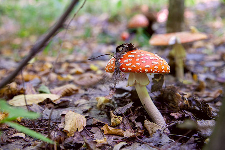 带红杯蘑菇的野蝇木耳是美丽的蘑菇图片
