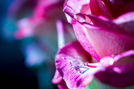粉红玫瑰花瓣上的露珠图片