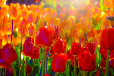 红色郁金香和聚光灯的光背景图片