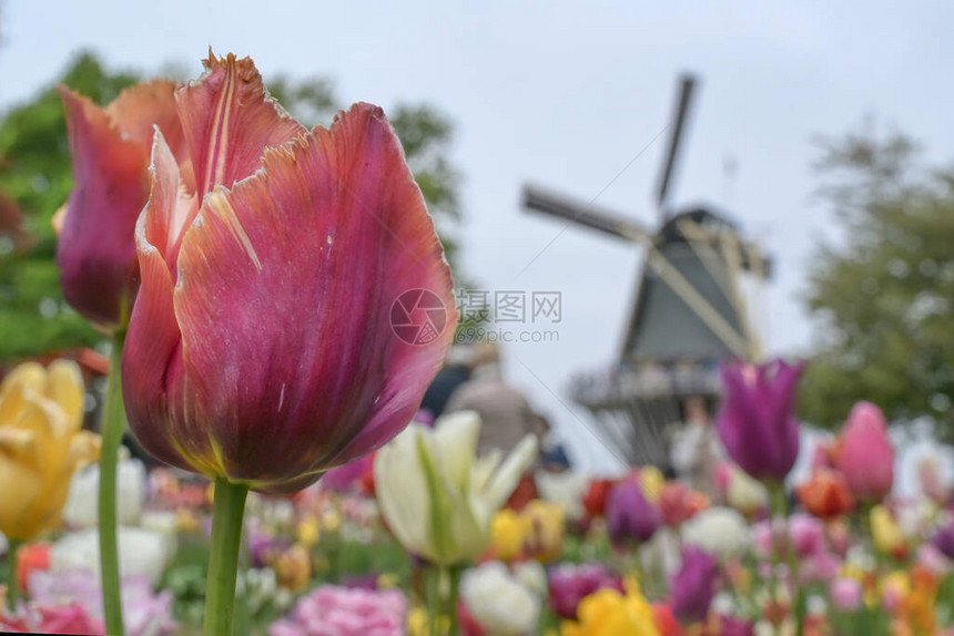 荷兰风车周围的郁金香图片