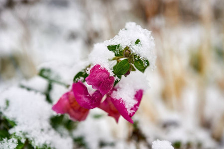 红玫瑰覆盖着第一场雪下图片