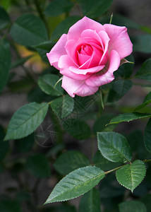 花园中粉红玫瑰盛图片