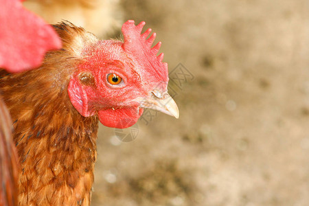 一只红鸡头的特写侧视图图片