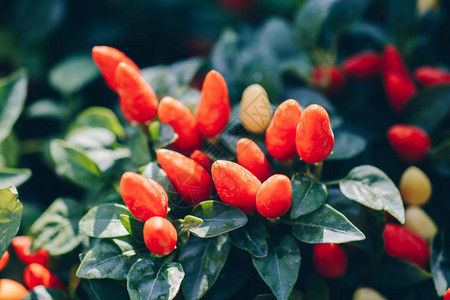 大量红辣椒树种植作为食图片