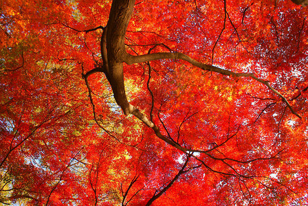 红叶日本图片