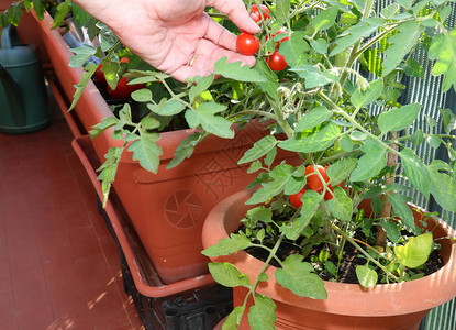 从城里花盆里种植的番茄植物中摘图片