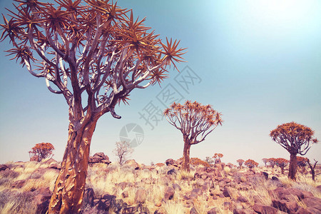 非洲沙漠的Quiver树纳图片