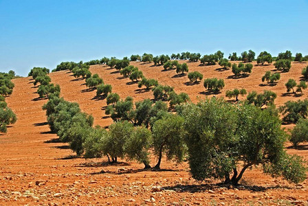 红土橄榄园西班牙安达卢图片