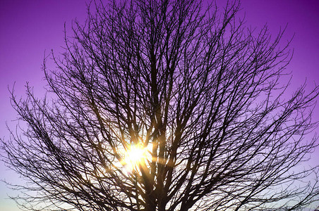 阳光透过树枝在紫色的夕阳中过滤图片