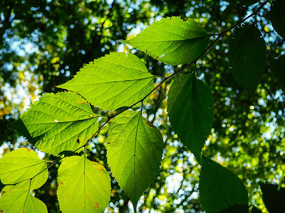 胡桃木背光的绿叶图片