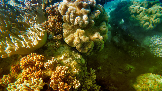 海底世界昆士兰大堡礁的美丽珊瑚图片
