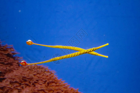 黄带尖嘴鱼背景图片