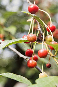 夏天樱桃浆果在花园的树枝上成熟图片