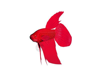 水中的红色谷仓鱼图片