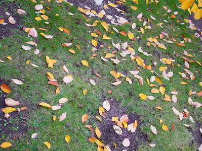 树叶从树上掉下来了图片