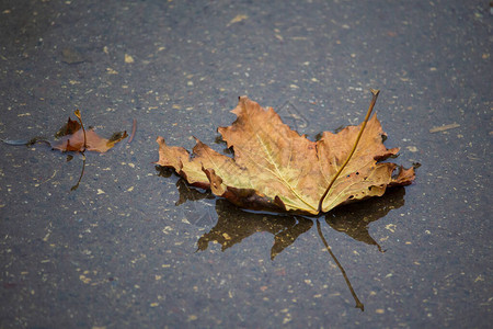 干燥的枫叶在沥青上的水坑里悲伤忧郁深秋的主题渐晕效果作为图片