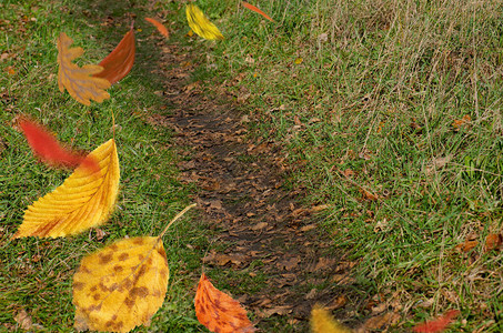秋天的背景与落色树叶秋天落叶的框架美丽多彩的秋天飞叶秋天或秋图片