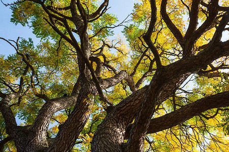 树上黄色的双叶背景图片