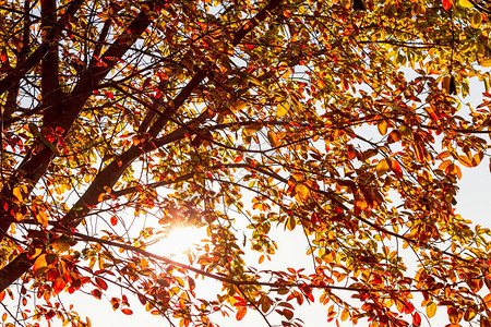 有太阳光的红色和橙色叶子树图片