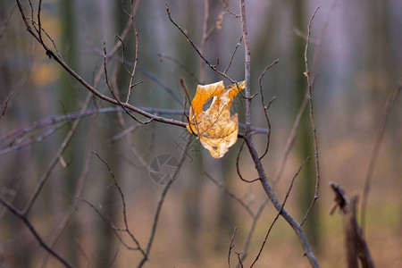 秋天森林树枝间的孤枯枫叶图片