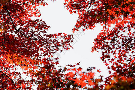从秋林中看到的红色日本红色图片