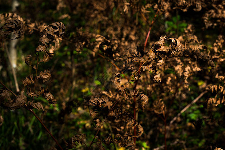 秋天蕨类植物的黄叶特写图片