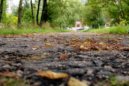 沥青人行道上的秋黄叶特写图片