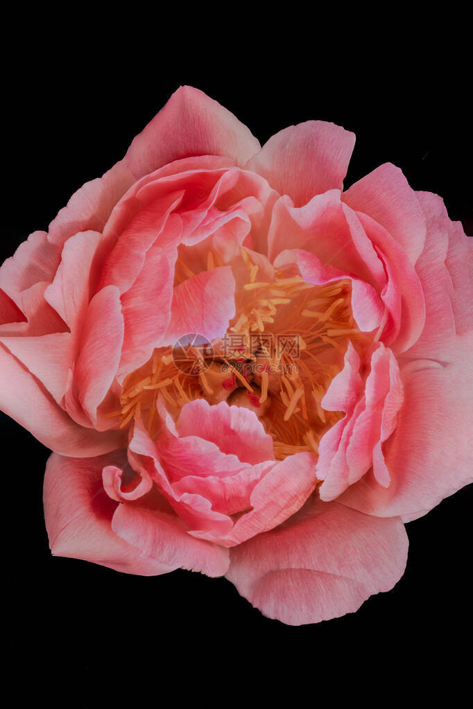 细粉红小马花精美艺术保留生命的颜色宏观单孤立的开花图片